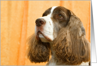 Pet Loss Sympathy - English Springer Spaniel oil painting photo card