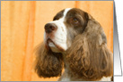 Pet Loss Sympathy - English Springer Spaniel oil painting photo card
