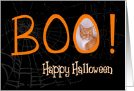Boo! Happy Halloween - featuring an Orange Tabby cat card