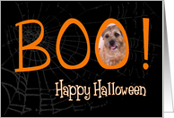 Boo! Happy Halloween - featuring Border Terrier card