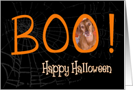 Boo! Happy Halloween - featuring Vizsla card