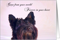 Pet Loss Sympathy - featuring a Scottish Terrier card