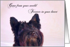 Pet Loss Sympathy - featuring a Scottish Terrier card