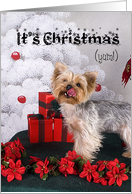 Holiday Card - featuring a Yorkshire Terrier card