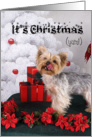 Holiday Card - featuring a Yorkshire Terrier card