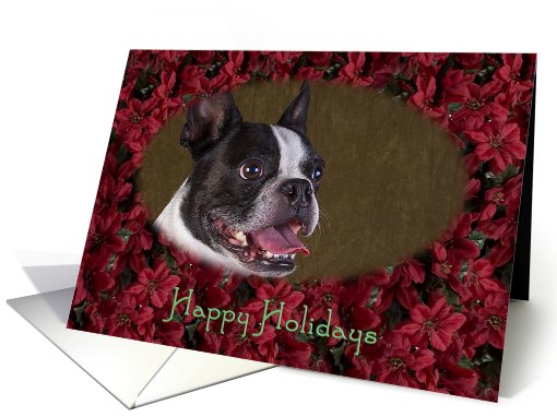 Happy Holidays - featuring a Boston Terrier surrounded by... (728371)