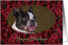 Happy Holidays - featuring a Boston Terrier surrounded by Poinsettias card