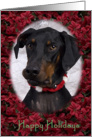 Happy Holidays - featuring a Doberman Pinscher surrounded by Poinsettias card