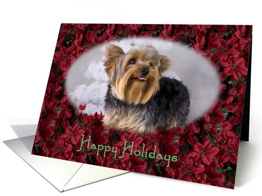 Happy Holidays - featuring a Yorkshire Terrier surrounded... (728373)