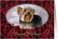 Happy Holidays - featuring a Yorkshire Terrier surrounded by Poinsettias card