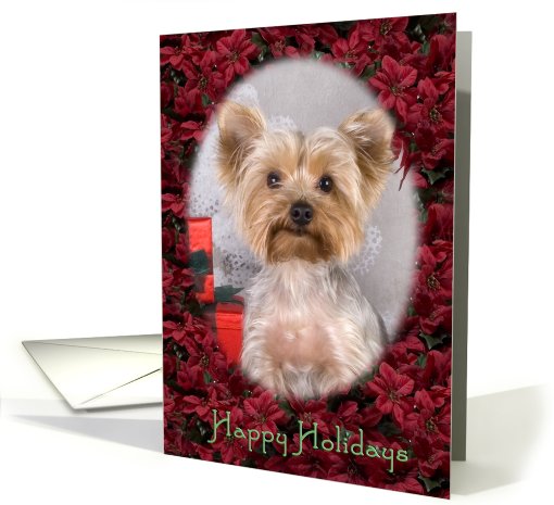 Happy Holidays - featuring a blonde Yorkshire Terrier... (728374)