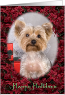 Happy Holidays - featuring a blonde Yorkshire Terrier surrounded by Poinsettias card
