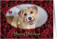 Happy Holidays - featuring a Terrier Mix surrounded by Poinsettias card