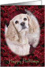 Happy Holidays - featuring an American Cocker Spaniel surrounded by Poinsettias card