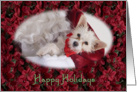 Happy Holidays - featuring Terrier Mix surrounded by Poinsettias card