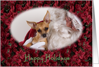 Happy Holidays - featuring a Chihuahua with Santa surrounded by Poinsettias card