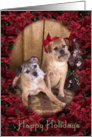 Happy Holidays - featuring two Border Terriers surrounded by Poinsettias card