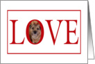 Valentine’s Love Greeting - featuring a Border Terrier card