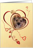 Hearts and White Rose Valentine’s Greeting - featuring a Border Terrier card