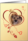 Hearts and White Rose Valentine’s Greeting - featuring a Border Terrier card