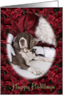 Happy Holidays - featuring an English Springer Spaniel with Santa surrounded by Poinsettias card