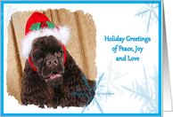 Holiday Greetings, chocolate American Cocker Spaniel surrounded by blue snowflakes card