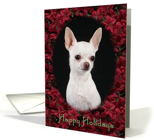 Happy Holidays - featuring a white Chihuahua surrounded by... (751803)