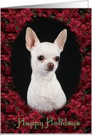 Happy Holidays - featuring a white Chihuahua surrounded by Poinsettias card