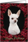 Happy Holidays - featuring a white Chihuahua surrounded by Poinsettias card