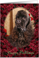 Happy Holidays - chocolate American Cocker Spaniel surrounded by Poinsettias card