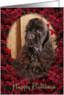 Happy Holidays - chocolate American Cocker Spaniel surrounded by Poinsettias card