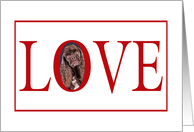 Valentine’s Love Greeting - featuring a brown American Cocker Spaniel card