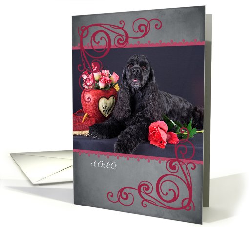 Don't make me beg ... featuring an American Cocker Spaniel card