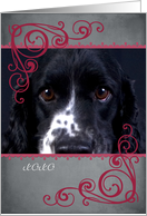 Don’t make me beg ... featuring an Springer/Cocker Mix card