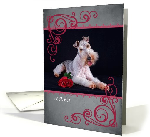 Don't make me beg ... featuring a Wire Fox Terrier card (759604)