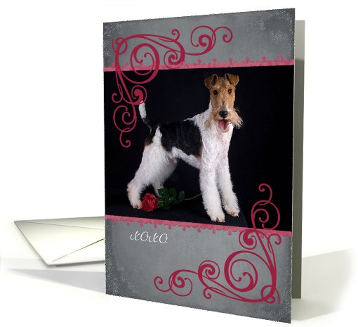 Don't make me beg ... featuring a Wire Fox Terrier card (759605)