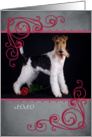 Don’t make me beg ... featuring a Wire Fox Terrier card