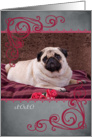 Don’t make me beg ... featuring a Pug card