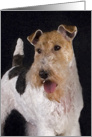 Greeting Card - featuring artwork of a Wire Fox Terrier card