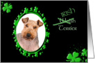 St Patrick’s Greeting Card - (Irish) Welsh Terrier card