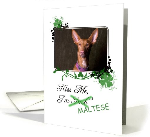 Kiss Me, I'm Irish (Maltese) - St Patrick's Day card (772487)
