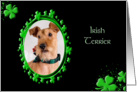 St Patrick’s Greeting Card - Irish Terrier card