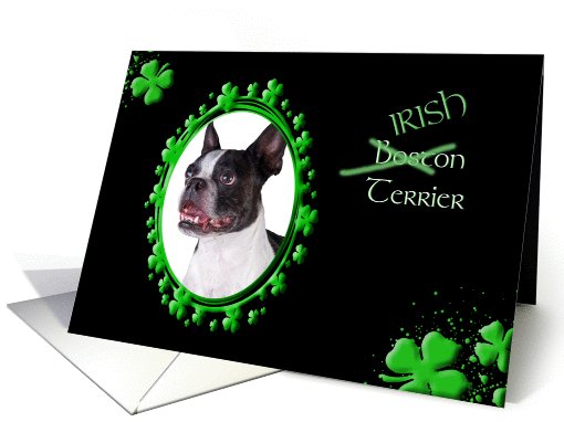 St Patrick's Greeting Card - (Irish) Boston Terrier card (772520)