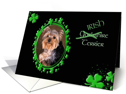 St Patrick's Greeting Card - (Irish) Yorkshire Terrier card (772524)