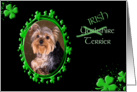 St Patrick’s Greeting Card - (Irish) Yorkshire Terrier card