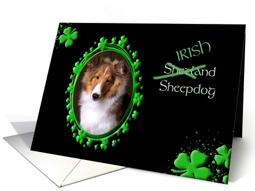 St Patrick's Greeting Card - (Irish) Shetland Sheepdog card (772527)