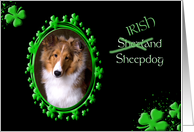 St Patrick’s Greeting Card - (Irish) Shetland Sheepdog card