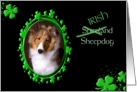 St Patrick’s Greeting Card - (Irish) Shetland Sheepdog card