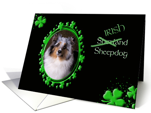 St Patrick's Greeting Card - (Irish) Shetland Sheepdog card (772528)