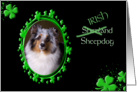 St Patrick’s Greeting Card - (Irish) Shetland Sheepdog card